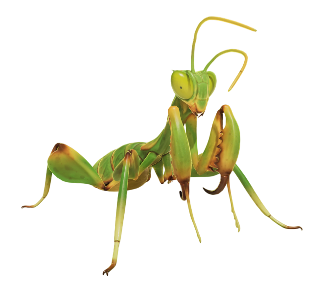 Praying Mantis Nymph